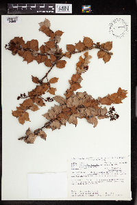 Image of Cavendishia leucantha