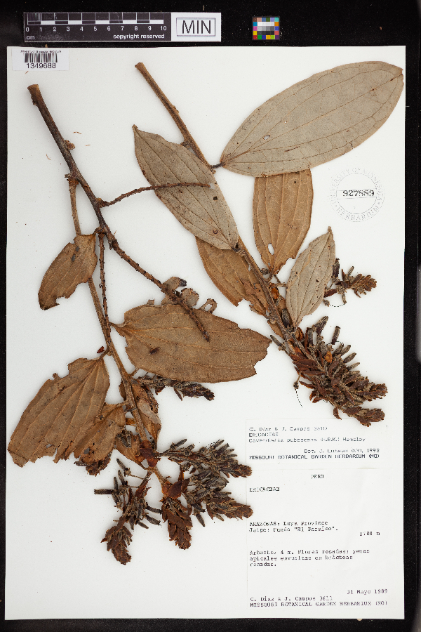 Cavendishia pubescens image