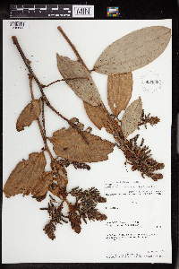 Image of Cavendishia pubescens