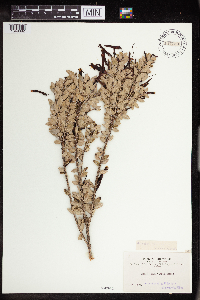 Image of Ceratostema mandonii