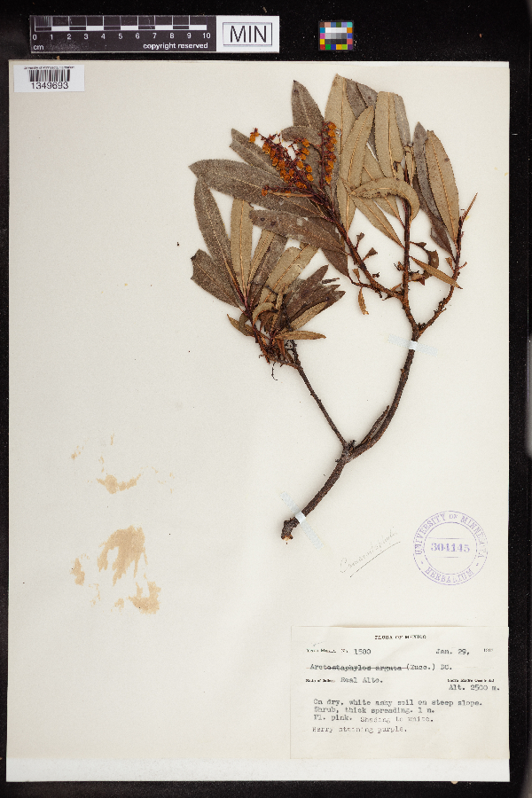 Comarostaphylis discolor image