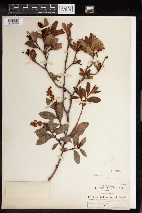 Comarostaphylis spinulosa image