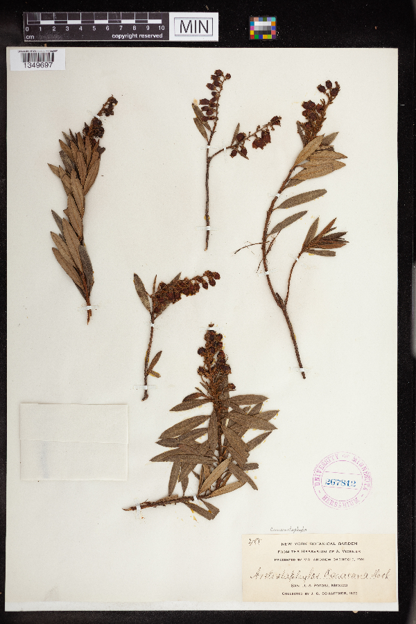 Comarostaphylis polifolia image