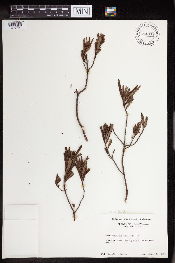 Comarostaphylis image