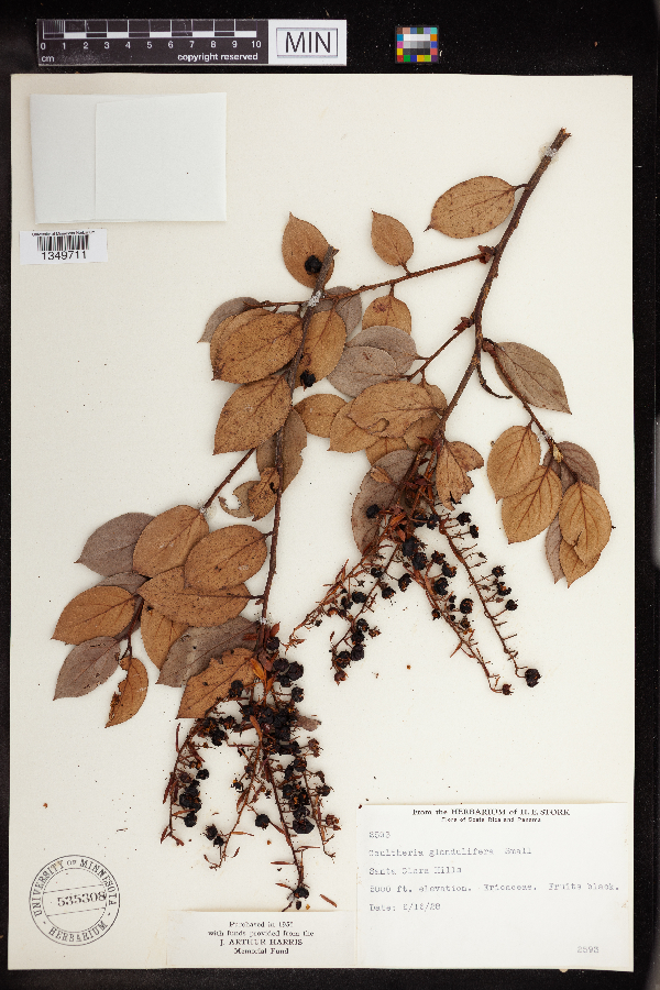 Gaultheria glandulifera image