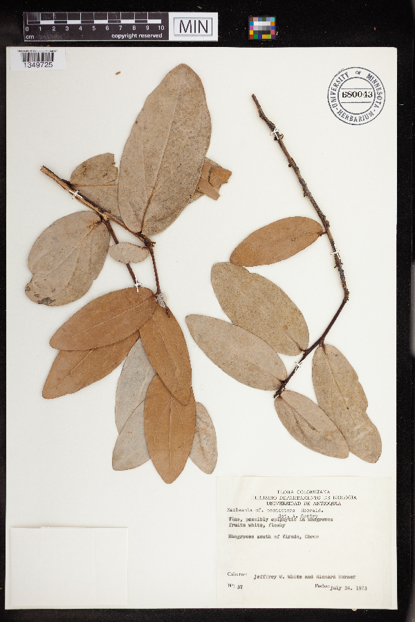 Macleania smithiana image