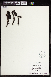 Monotropa uniflora image