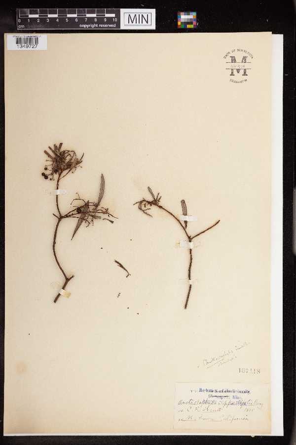 Ornithostaphylos oppositifolia image