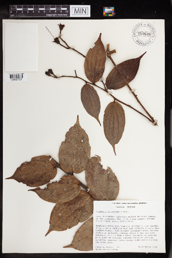 Psammisia ecuadorensis image