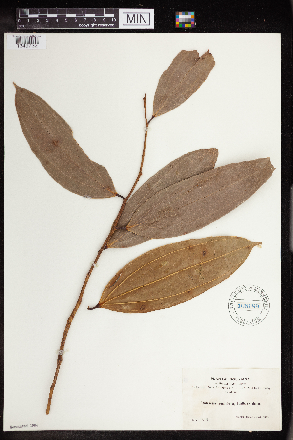 Psammisia guianensis image