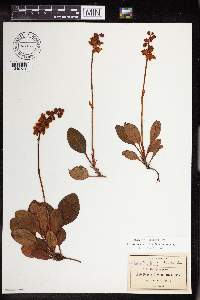 Image of Pyrola angustifolia