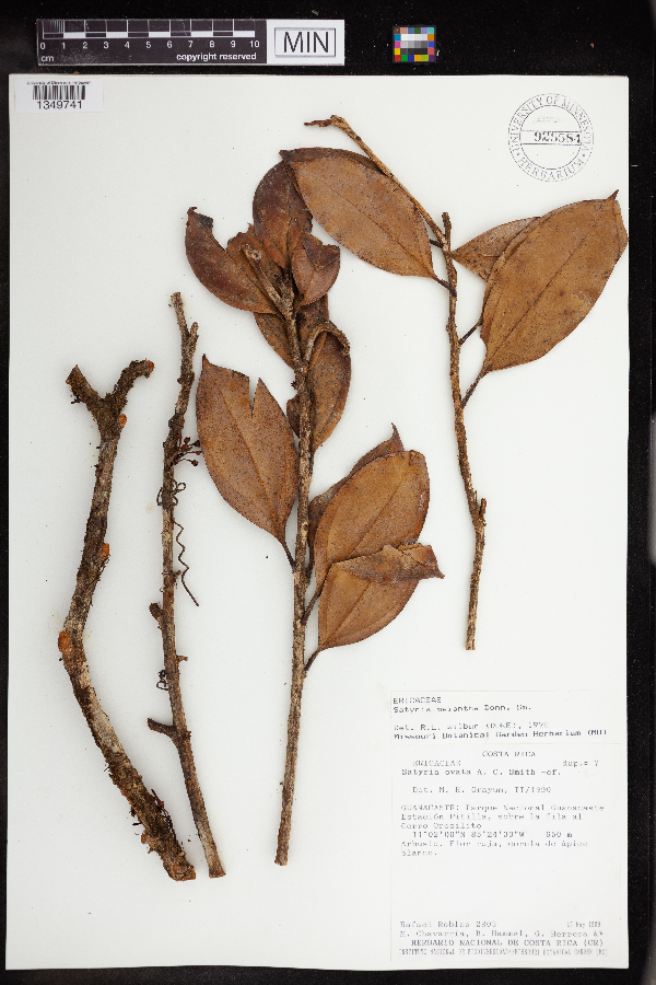 Satyria meiantha image