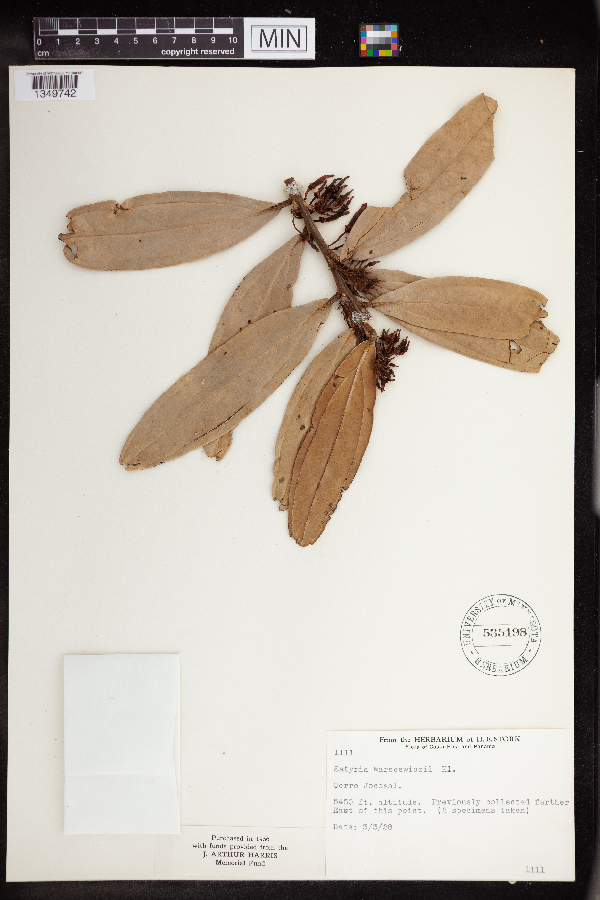 Satyria warszewiczii image