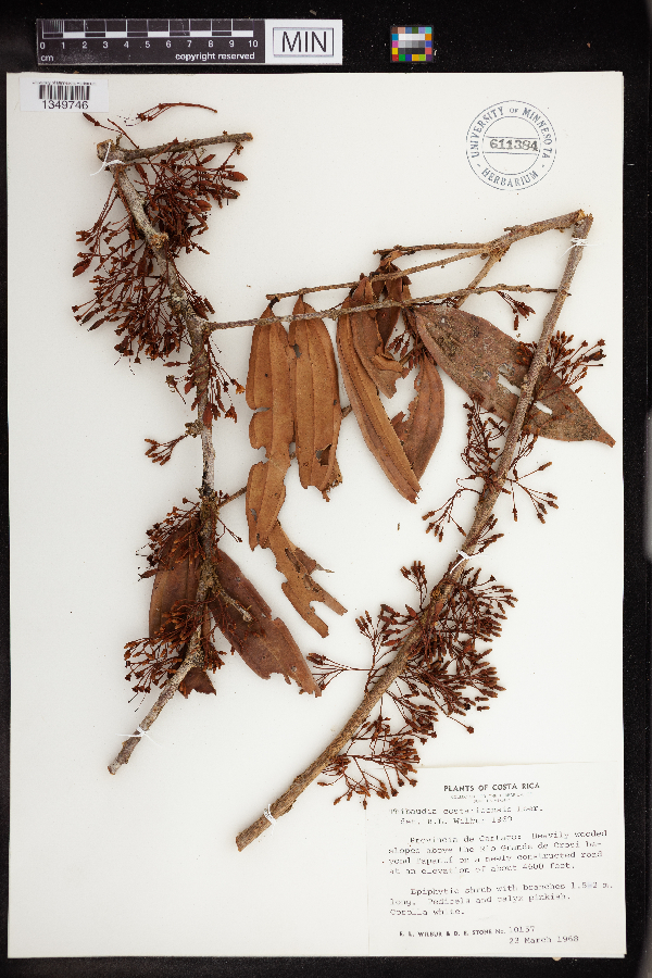 Thibaudia costaricensis image