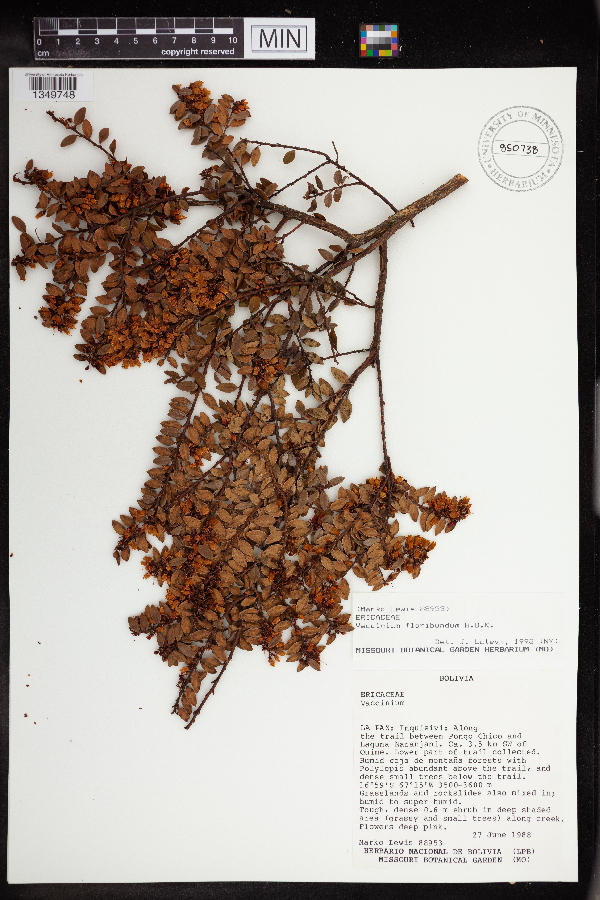 Vaccinium floribundum image