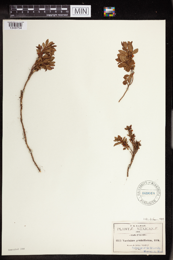 Vaccinium geminiflorum image