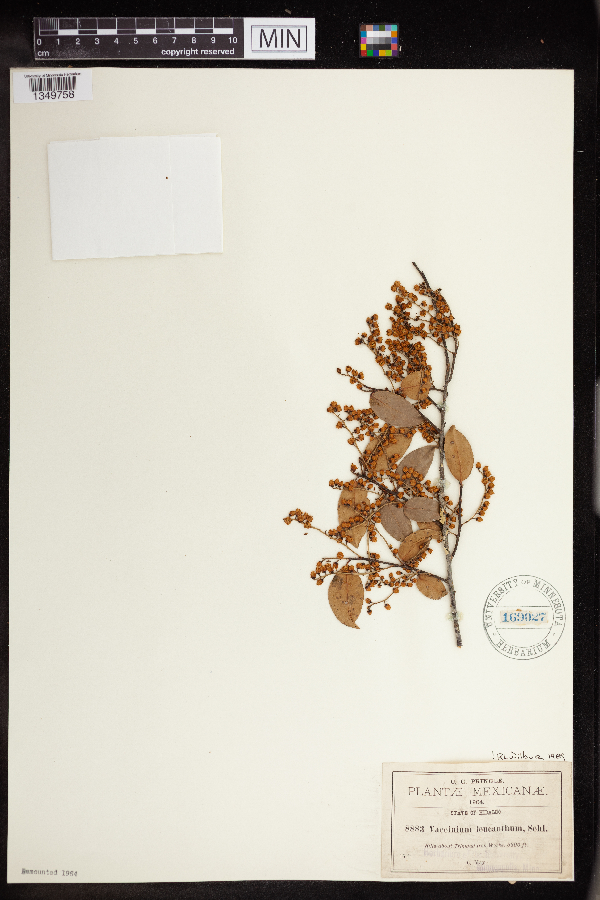 Vaccinium leucanthum image