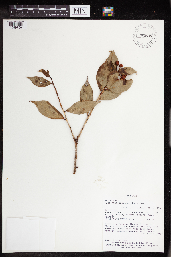 Vaccinium poasanum image