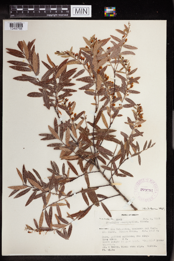 Vaccinium stenophyllum image