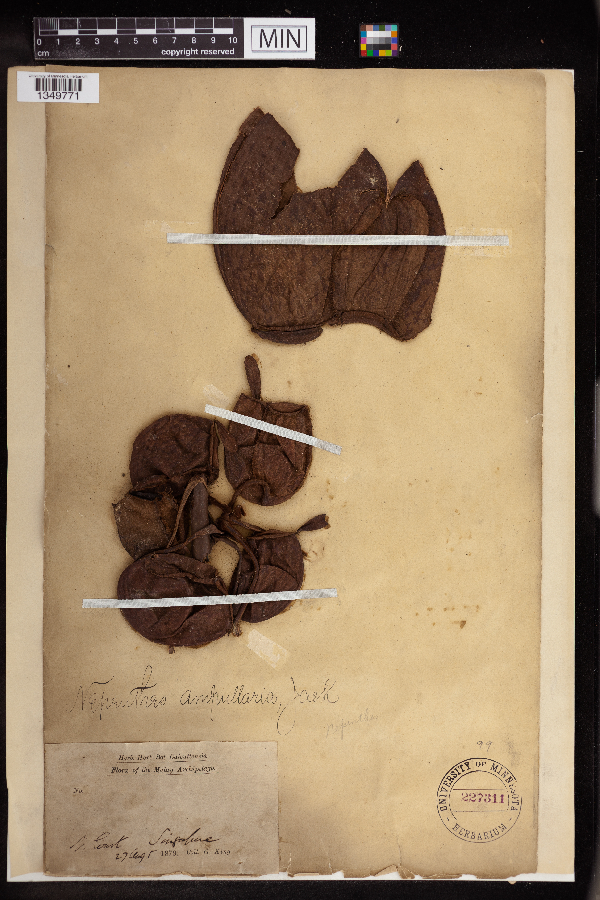 Nepenthes ampullaria image