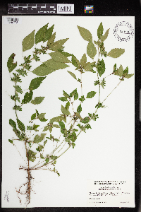 Acalypha rhomboidea image
