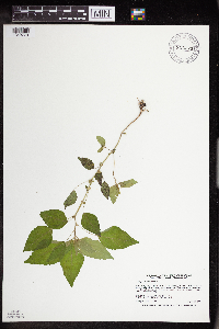 Acalypha rhomboidea image