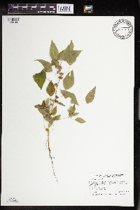 Acalypha rhomboidea image