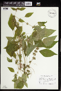 Acalypha rhomboidea image