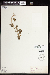 Acalypha rhomboidea image