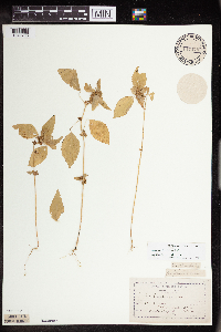 Acalypha rhomboidea image