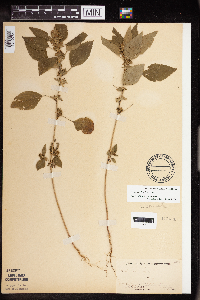 Acalypha rhomboidea image