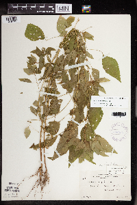 Acalypha rhomboidea image