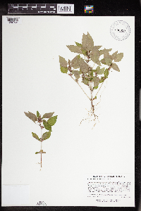 Acalypha rhomboidea image