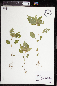 Acalypha rhomboidea image