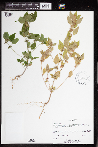 Acalypha rhomboidea image