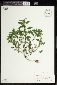 Acalypha rhomboidea image
