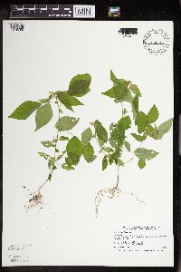 Acalypha rhomboidea image