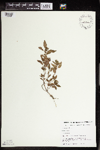 Acalypha rhomboidea image