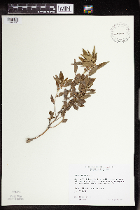 Acalypha rhomboidea image