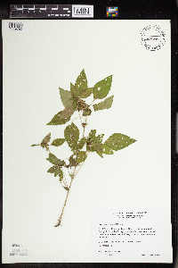 Acalypha rhomboidea image