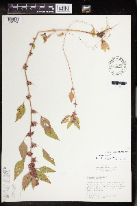 Acalypha rhomboidea image