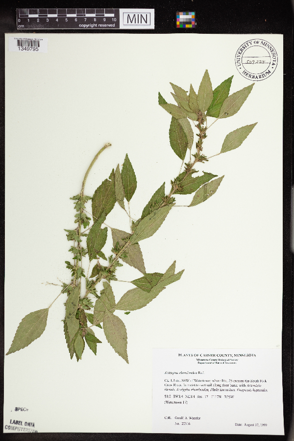 Hydrophyllum virginianum var. virginianum image