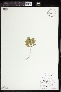 Acalypha rhomboidea image