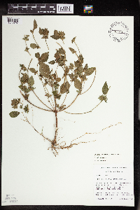 Acalypha rhomboidea image