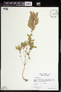 Acalypha rhomboidea image