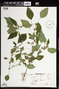 Acalypha rhomboidea image
