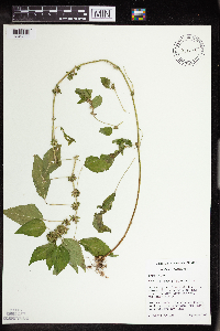 Acalypha rhomboidea image