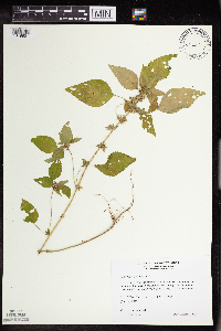 Acalypha rhomboidea image