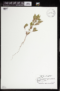 Acalypha rhomboidea image