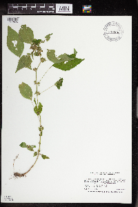 Acalypha rhomboidea image